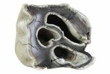 Fossil Woolly Rhino (Coelodonta) Tooth - Siberia #370963-2